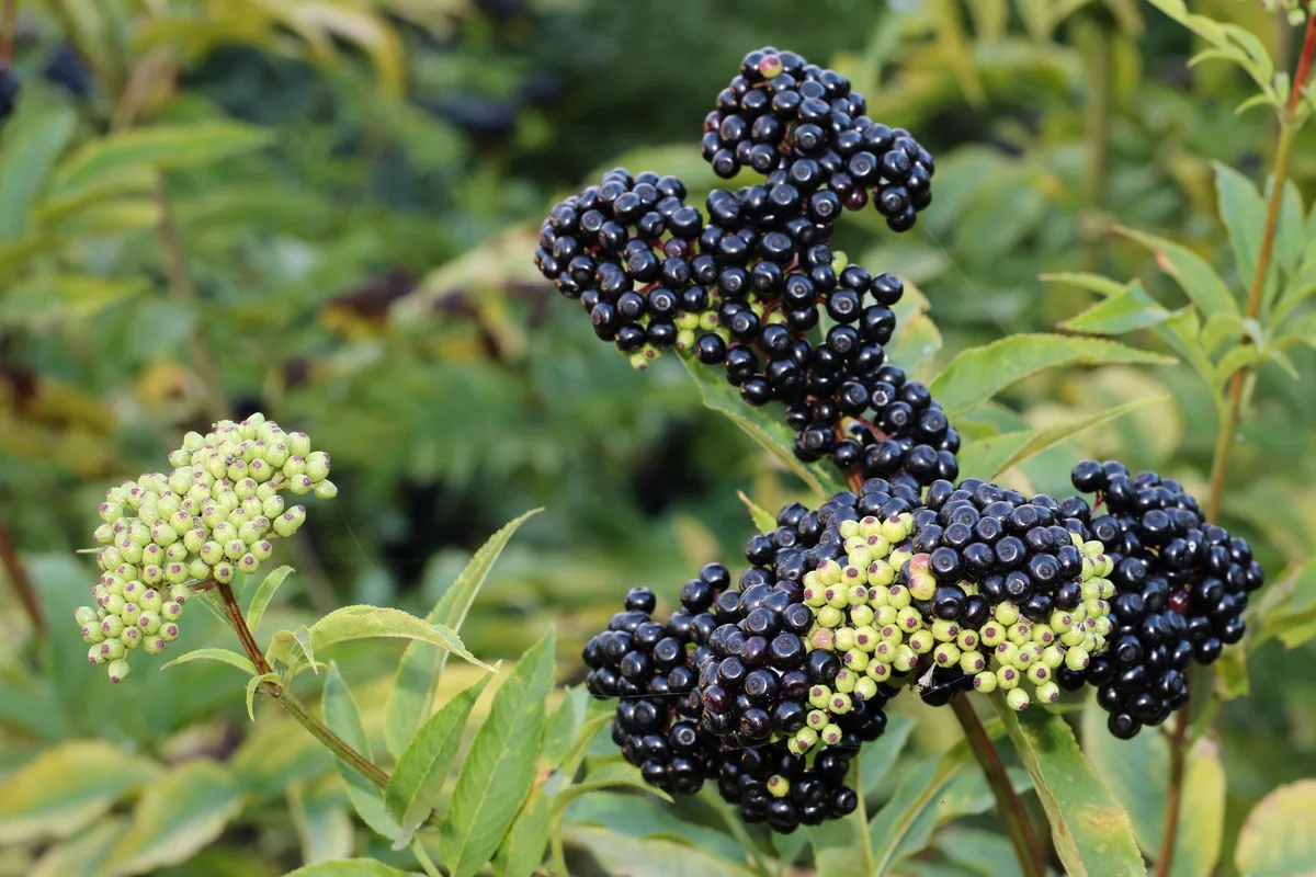 Autumn Colds and Flu: Herbs and Teas to Keep at Home