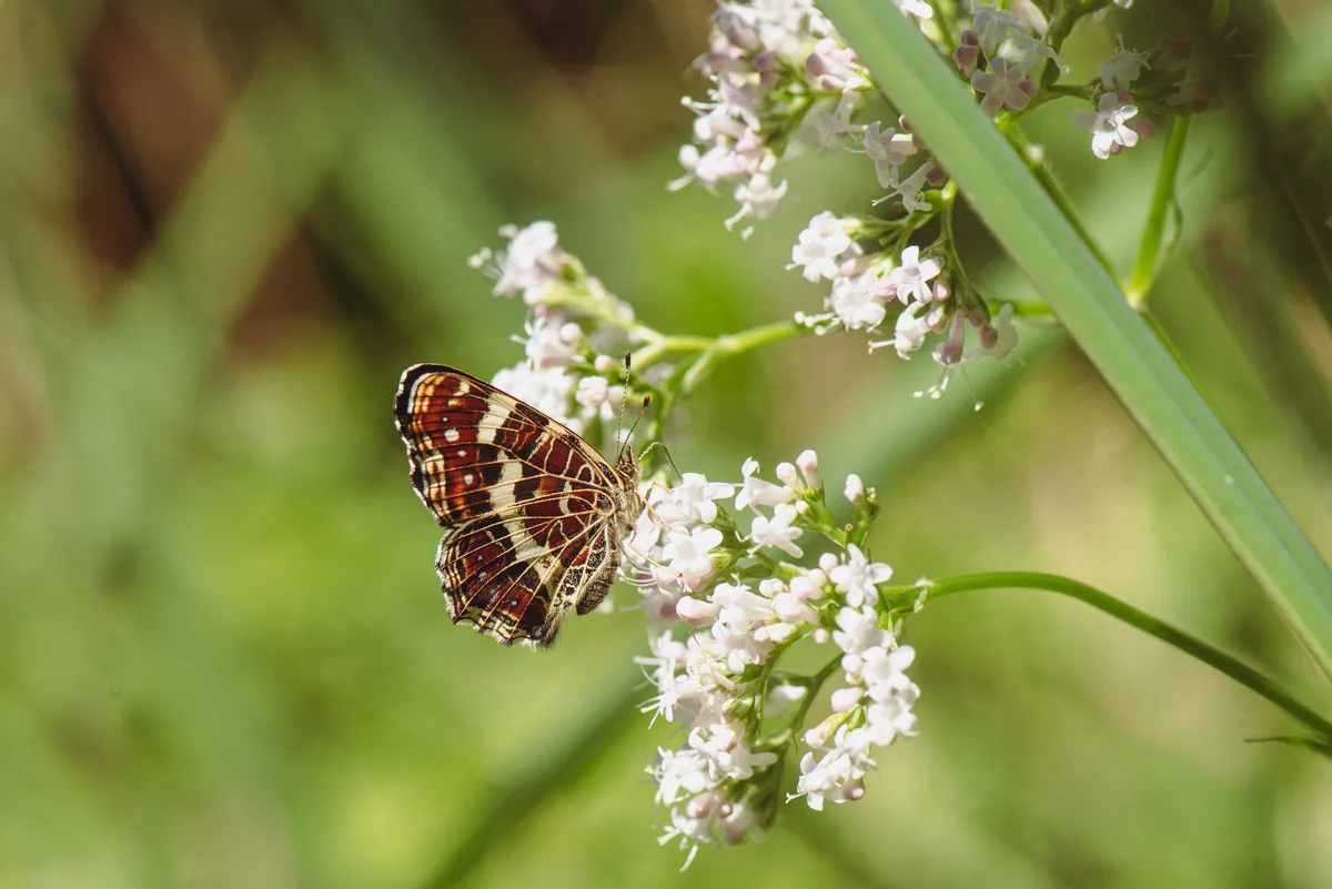 Herbs for Restful Sleep When the Days Grow Shorter