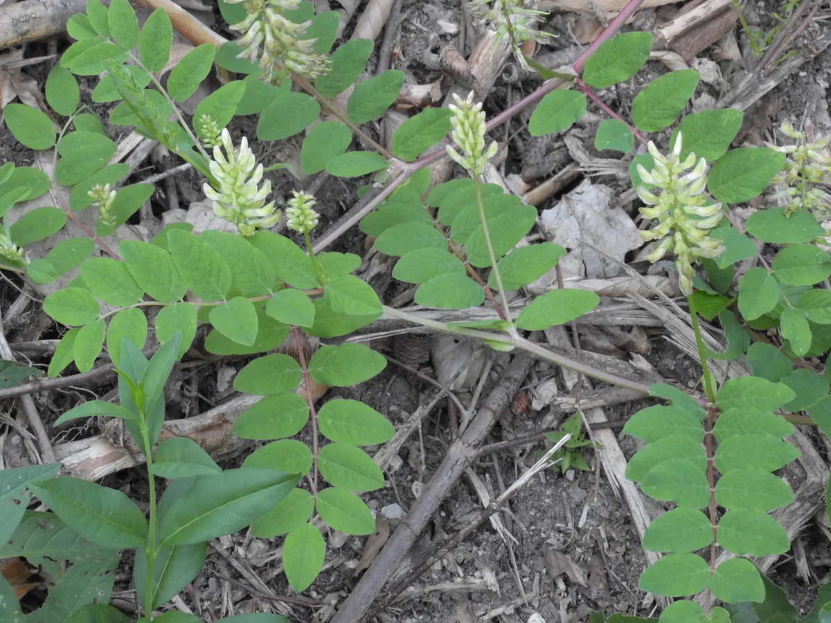Astragalus and Milkvetch: Traditional Use and Contraindications