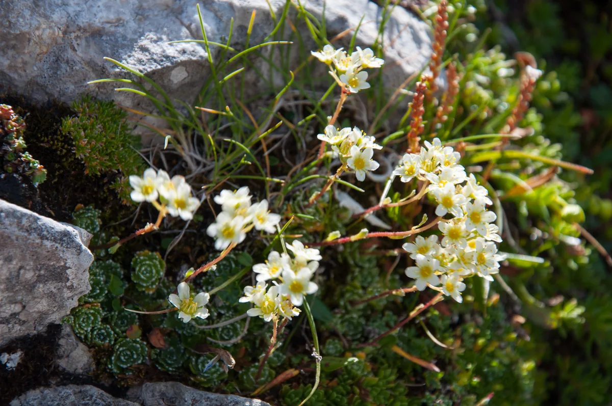 Каменоломка (Saxifraga paniculata) сред скали