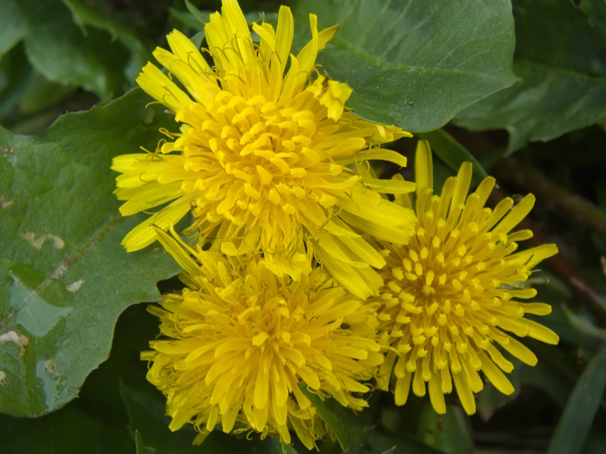A Liver \"Detox\" Without Extremes: Milk Thistle and Dandelion