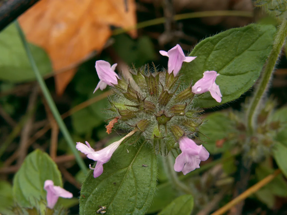 Women's Health at Every Age: Habits and Traditional Herbs