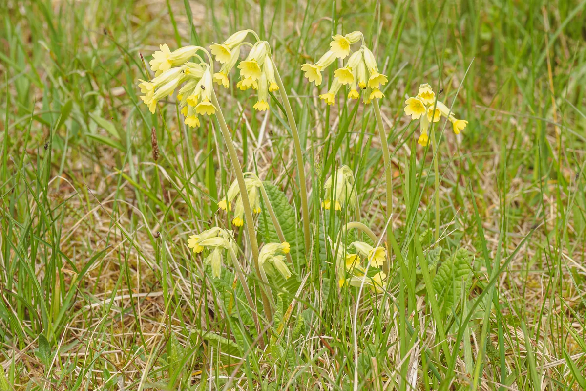Coughs and the Respiratory Tract: Traditional Herbs