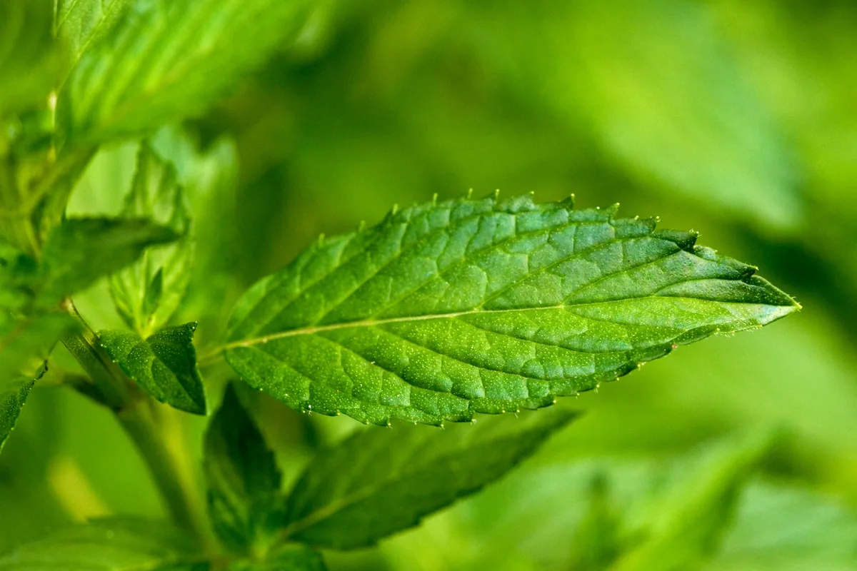 Herbs for Travel Sickness and When Not to Reach for Them