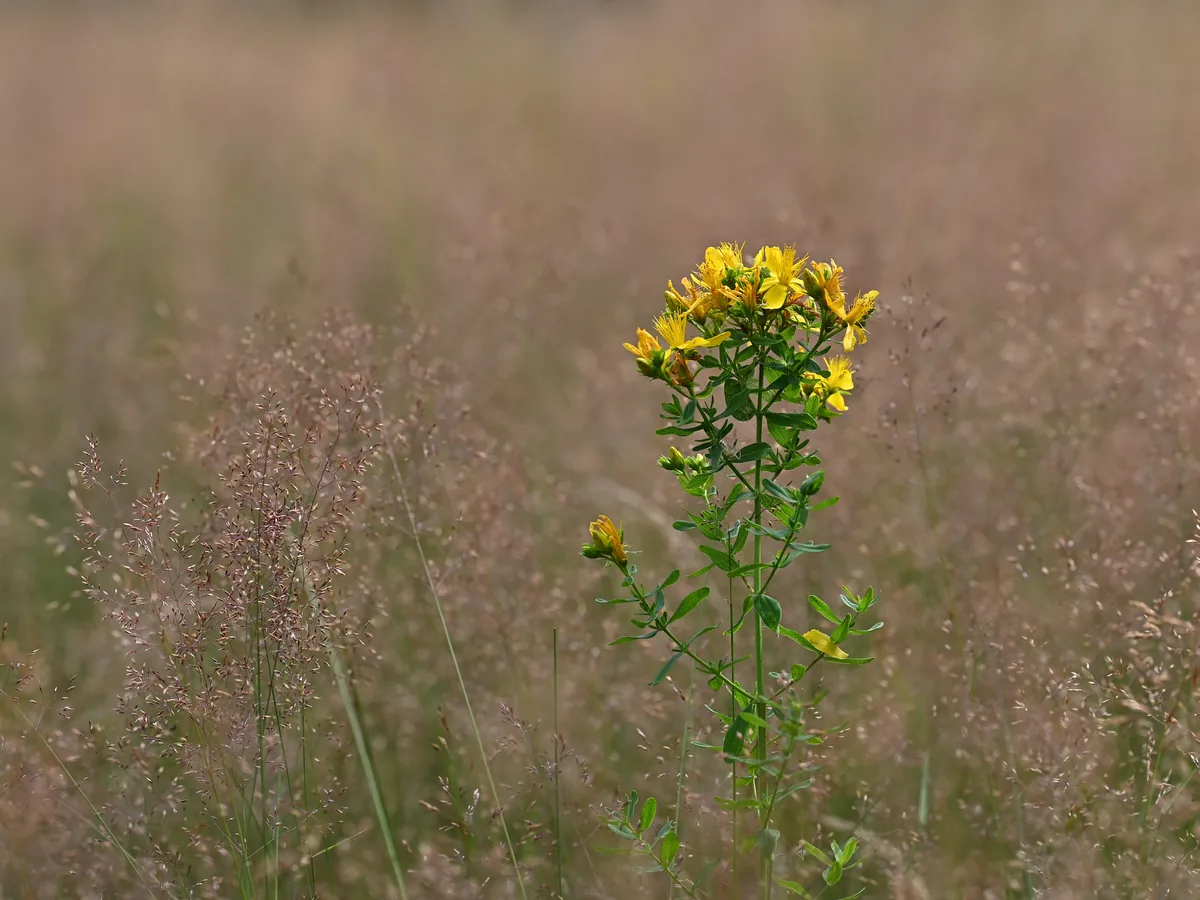 Herbal Tinctures and Medicines: Combinations That Need Care