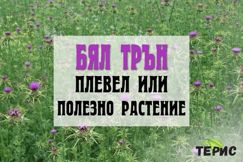 Бял трън - досаден плевел или полезно растение