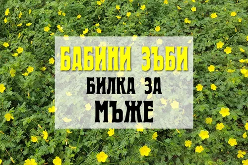 Бабини зъби - билка за мъжа