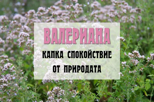 Валериана - капка спокойствие от природата