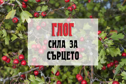 Глог - сила за сърцето