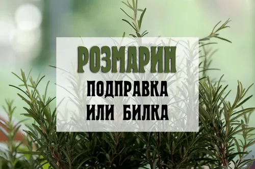 Розмаринът - подправка или билка?