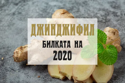 Джинджифил - билката на 2020