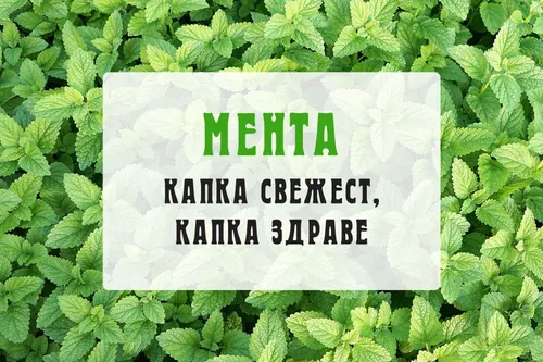 Мента – капка свежест, капка здраве