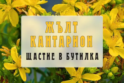 Жълт кантарион – слънчевата билка