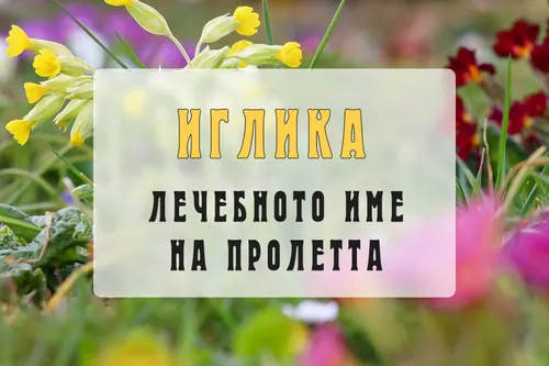 Primrose - The Healing Name of Spring
