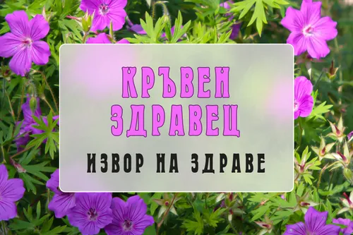 Geranium sanguineum - Spring of Health
