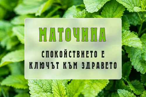Маточина - спокойствието е ключът към здравето