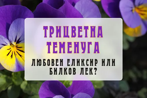 Трицветна теменуга – любовен еликсир или билков лек?
