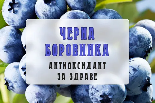 Черна боровинка - антиоксидант за здраве