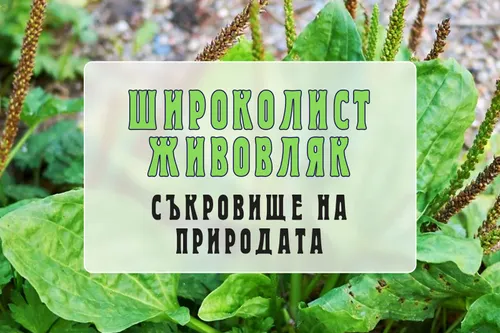 Широколист живовляк - съкровище на природата