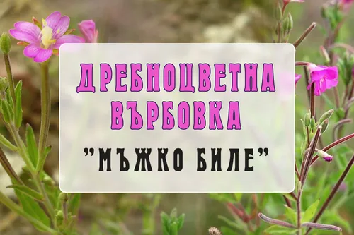 Дребноцветна върбовка - „мъжко биле”