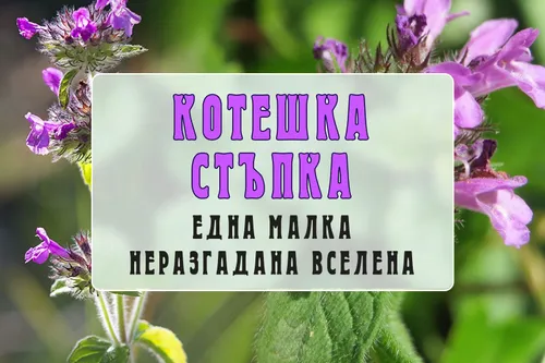 Котешка стъпка - една малка неразгадана вселена