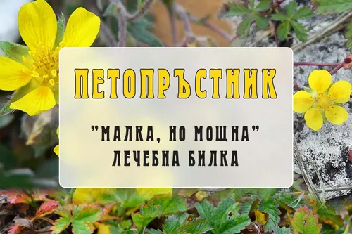 Петопръстник - “малка, но мощна” лечебна билка