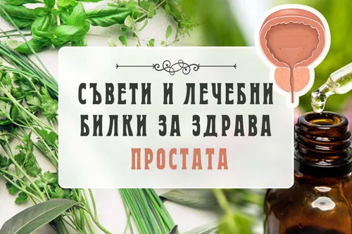Съвети и лечебни билки за здрава простата